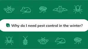 do you need pest control in winter