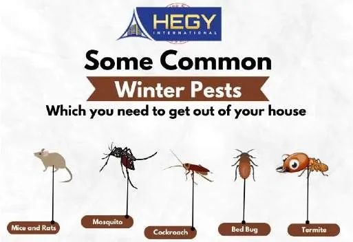 Some Common Winter Pests in Qatar